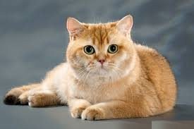 第4次猜测：奶油猫