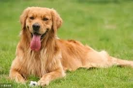 第3次猜测：金毛犬