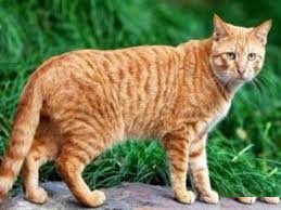 第1次猜测：橘猫