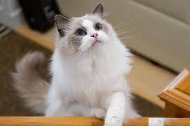 第2次猜测：白猫